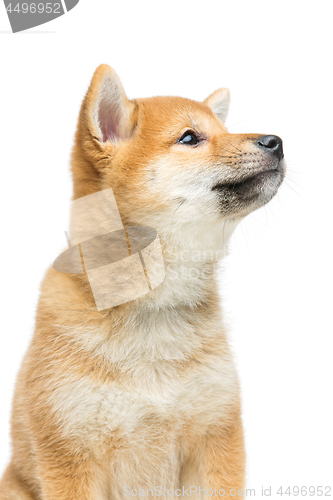 Image of Beautiful shiba inu puppy isolated on white