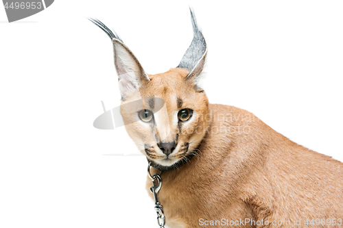 Image of Beautiful caracal lynx isolated on white