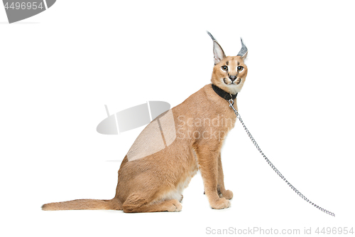 Image of Beautiful caracal lynx isolated on white