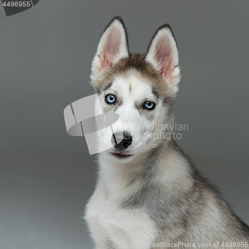 Image of Cute husky puppy dog
