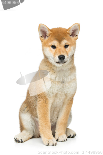 Image of Beautiful shiba inu puppy isolated on white