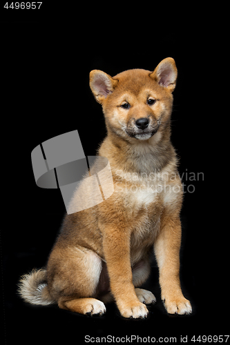 Image of Beautiful shiba inu puppy 