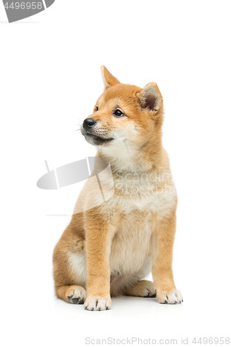 Image of Beautiful shiba inu puppy isolated on white