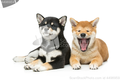 Image of Beautiful shiba inu puppies isolated on white