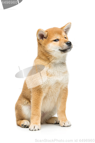 Image of Beautiful shiba inu puppy isolated on white