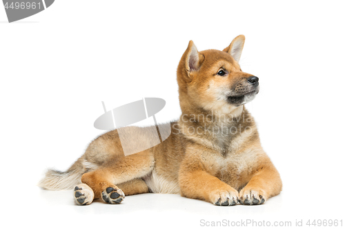 Image of Beautiful shiba inu puppy isolated on white