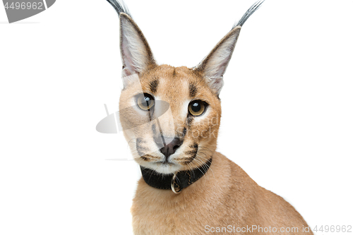 Image of Beautiful caracal lynx isolated on white