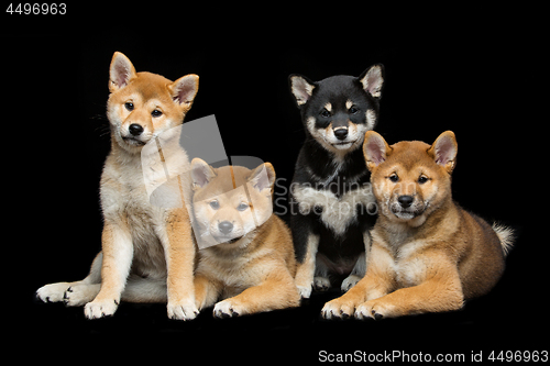 Image of Beautiful shiba inu puppies