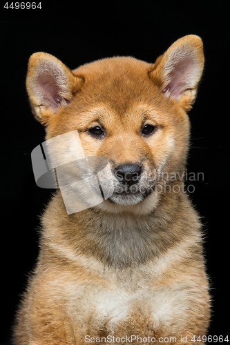 Image of Beautiful shiba inu puppy 