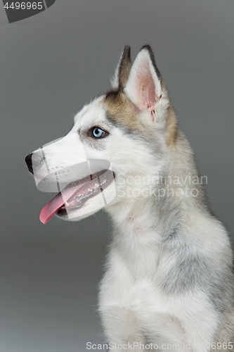 Image of Cute husky puppy dog