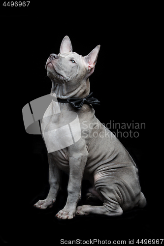 Image of Thai ridgeback puppy