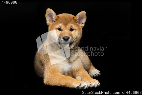 Image of Beautiful shiba inu puppy 