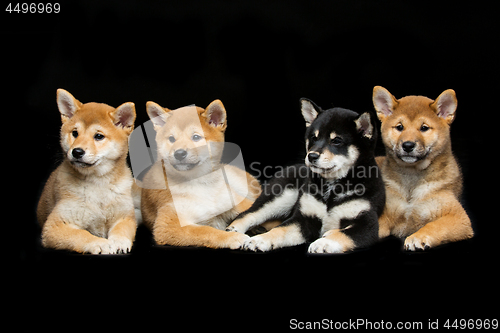 Image of Beautiful shiba inu puppies