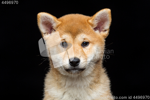 Image of Beautiful shiba inu puppy 