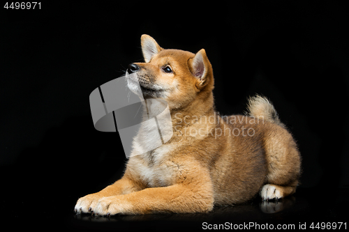 Image of Beautiful shiba inu puppy 