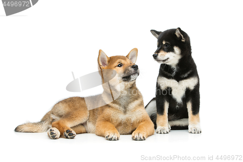 Image of Beautiful shiba inu puppies isolated on white