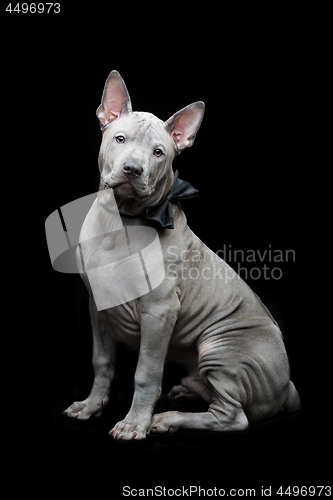 Image of Thai ridgeback puppy