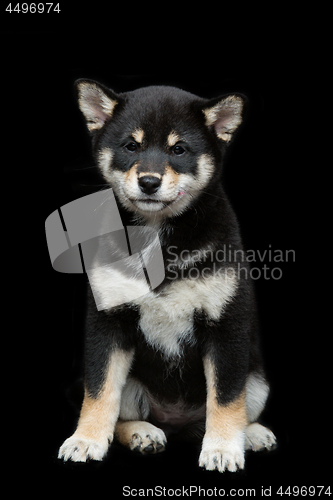 Image of Beautiful shiba inu puppy 