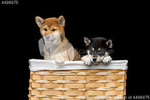 Image of Beautiful shiba inu puppies in basket