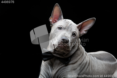 Image of Thai ridgeback puppy