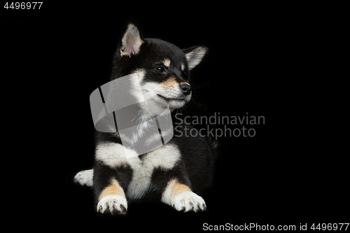 Image of Beautiful shiba inu puppy 