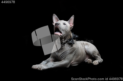 Image of Thai ridgeback puppy