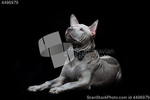 Image of Thai ridgeback puppy