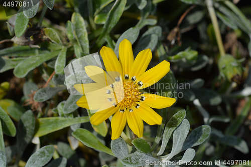 Image of Treasure flower