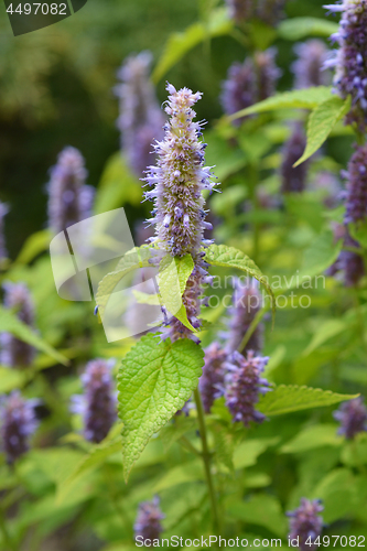 Image of Anise hyssop Golden Jubilee