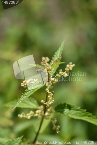 Image of Common nettle