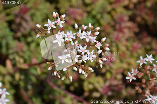 Image of Murale Stonecrop