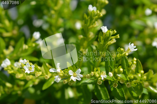 Image of White false heather