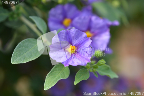 Image of Blue potato bush Blue Fountain