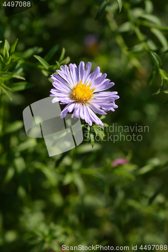 Image of Alpine aster Dunkle Schoene