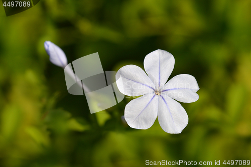 Image of Blue plumbago