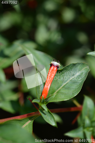 Image of Cigar flower