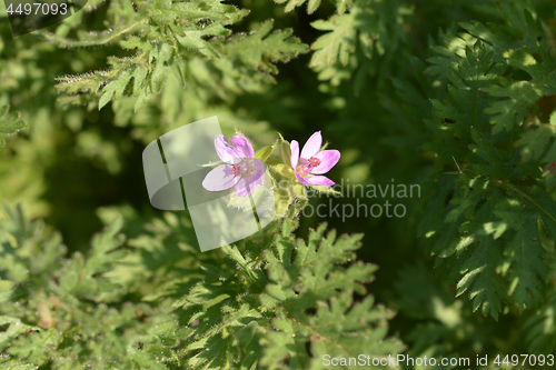 Image of Common storksbill