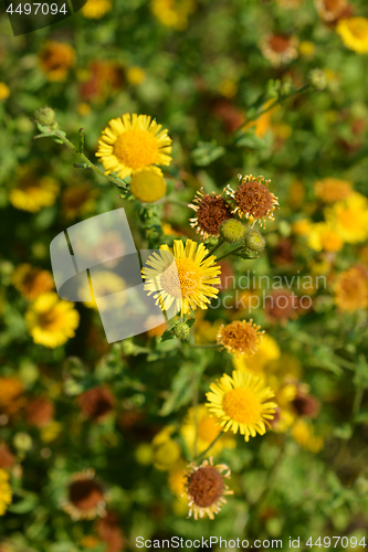 Image of Small fleabane flowers