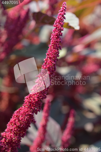 Image of Purple Amaranth Velvet Curtains