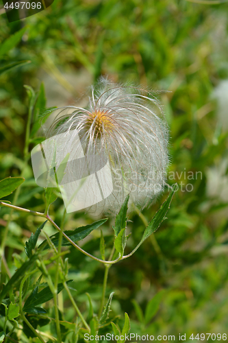 Image of Golden Clematis