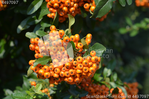 Image of Orange Firethorn