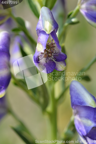 Image of Variegated monkshood