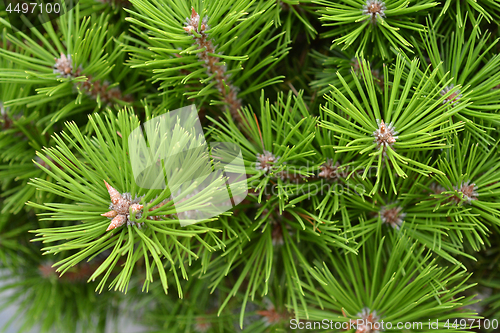 Image of Japanese red pine