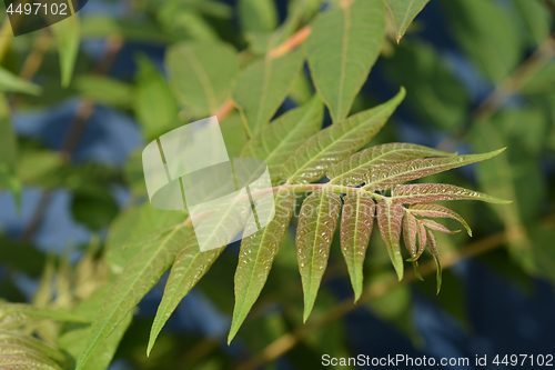 Image of Tree of heaven