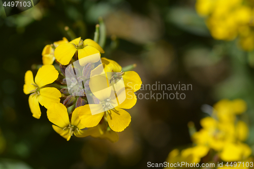 Image of Alpine Wallflower Golden Gem