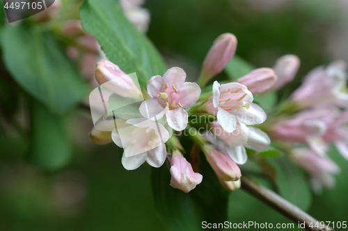 Image of Japanese weigela