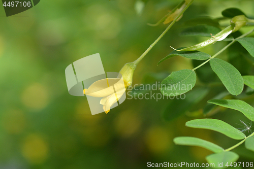 Image of Little-leaved pea shrub