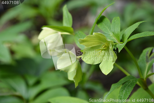 Image of Lenten Rose