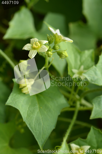 Image of English mandrake