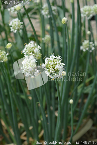 Image of Garden onion